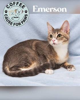 Emerson -  Domestic Short Hair Cat for Adoption in Douglas, Georgia - Emerson | PetCurious