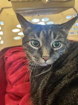 Domestic Medium Hair and Domestic Short Hair Cats Available for Adoption in West Chester, Pennsylvania - Fern | PetCurious