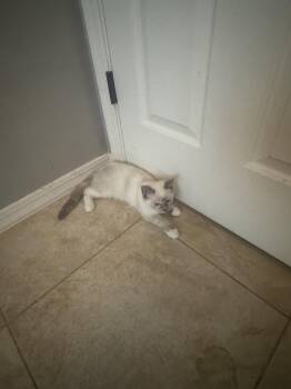 Aurora -  Domestic Short Hair Cat for Adoption in Chandler, Arizona - Aurora | PetCurious
