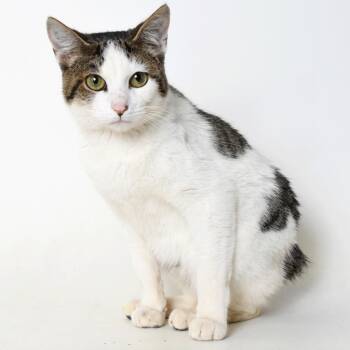 Rescue Domestic Short Hair Cats for Adoption in Springfield, Illinois - Rabbit | PetCurious
