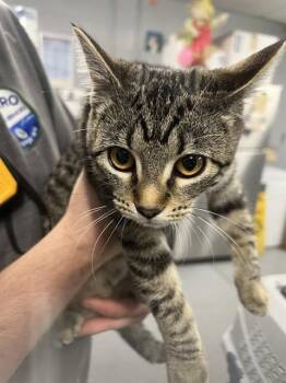 Domestic Short Hair Cats Available for Adoption in Casper, Wyoming - AMETHYST | PetCurious