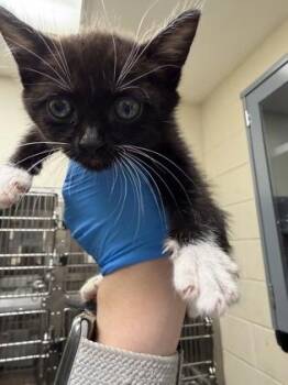 Minnie -  Domestic Short Hair Cat for Adoption in Wichita, Kansas - Minnie | PetCurious