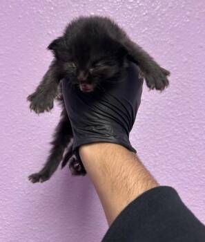 61397738 -  Domestic Short Hair Cat for Adoption in El Paso, Texas - 61397738 | PetCurious