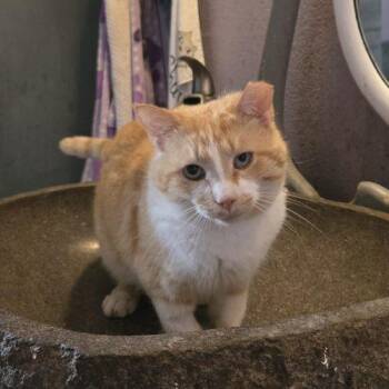 OBarr -  Tabby and Domestic Short Hair Cat for Adoption in Knoxville, Tennessee - OBarr | PetCurious
