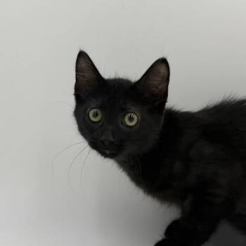 Showcase -  Domestic Medium Hair Cat for Adoption in State College, Pennsylvania - Showcase | PetCurious