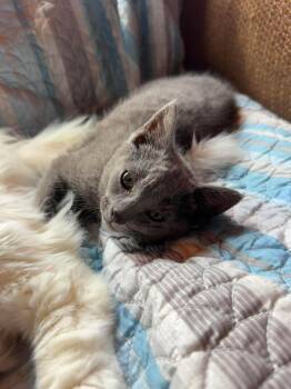 Ash -  Domestic Medium Hair Cat for Adoption in Fort Payne, Alabama - Ash | PetCurious