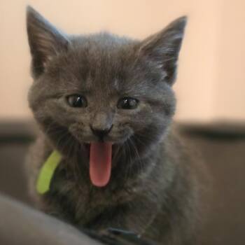 Maisie -  Domestic Short Hair Cat for Adoption in Lynchburg, Virginia - Maisie | PetCurious