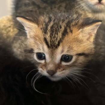 Baily kitten 3 -  Domestic Short Hair Cat for Adoption in Ferndale, Washington - Baily Kitten 3 | PetCurious