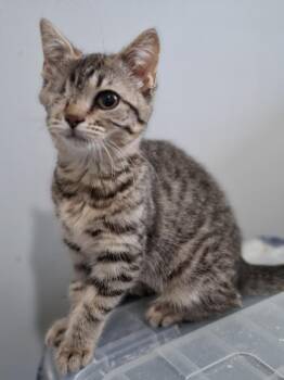 Freya -  Domestic Short Hair Cat for Adoption in Lewisburg, Tennessee - Freya | PetCurious