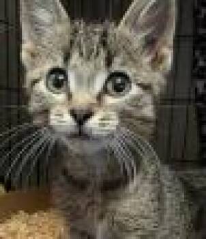 Phoebe -  Domestic Short Hair Cat for Adoption in Kansas City, Missouri - Phoebe | PetCurious