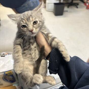 Gabar -  Domestic Short Hair Cat for Adoption in Philadelphia, Pennsylvania - Gabar | PetCurious