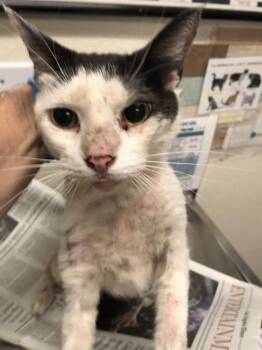 Rescue Domestic Short Hair Cats for Adoption in Long Beach, California - SHITAKE | PetCurious