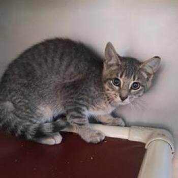Spades -  Domestic Short Hair Cat for Adoption in Marshall, North Carolina - Spades | PetCurious