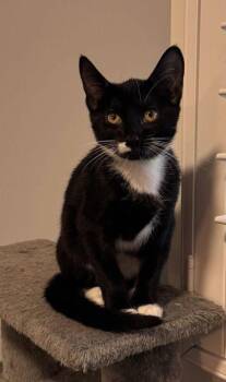 Domestic Short Hair Cats Available for Adoption - Miss Juliet | PetCurious