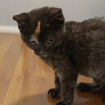 Aurora -  Domestic Short Hair Cat Available for Adoption in Mondovi, Wisconsin - Aurora | PetCurious