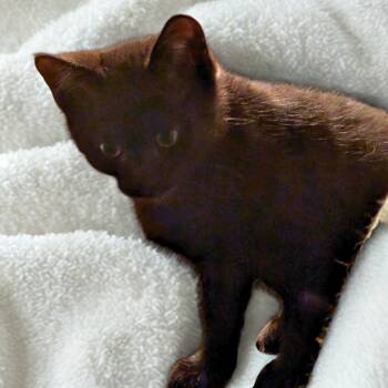 Rescue Domestic Short Hair Cats for Adoption in Dallas, Texas - Spacely Sprocket | PetCurious