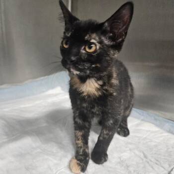 Mediterranean -  Domestic Short Hair Cat for Adoption in Greensboro, North Carolina - Mediterranean | PetCurious