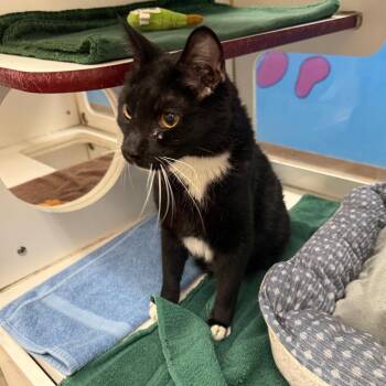 Calvin -  Domestic Short Hair Cat for Adoption in Cheyenne, Wyoming - Calvin | PetCurious