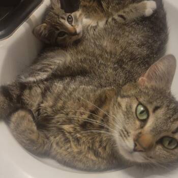 Taiga -  Domestic Short Hair Cat Available for Adoption in Chattanooga, Tennessee - Taiga | PetCurious