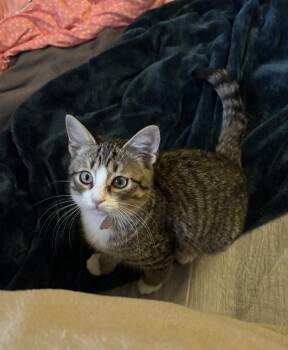 Domestic Short Hair Cats Available for Adoption - Rose | PetCurious
