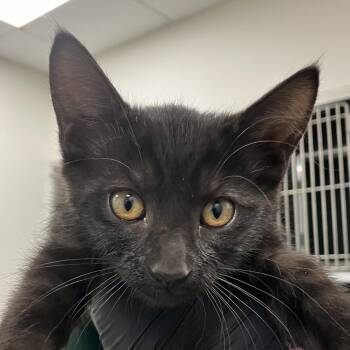 Luxio -  Domestic Short Hair Cat for Adoption in Las Cruces, New Mexico - Luxio | PetCurious