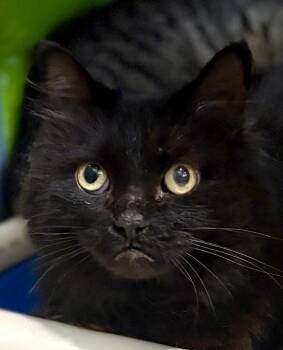 Foamy -  Domestic Long Hair Cat for Adoption in Jackson, Michigan - Foamy | PetCurious