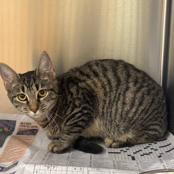 Waffles -  Domestic Short Hair Cat for Adoption in Winston-salem, North Carolina - Waffles | PetCurious