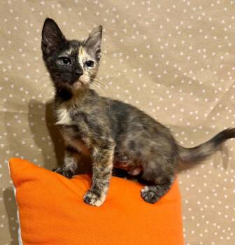 Agnes -  Domestic Short Hair Cat for Adoption in Groveland, Massachusetts - Agnes | PetCurious