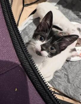 Stamford Bottle Baby: Shippan -  Domestic Short Hair Cat for Adoption - Stamford Bottle Baby: Shippan | PetCurious