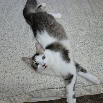 Domestic Medium Hair Cats Available for Adoption - Tessa | PetCurious