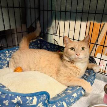 Domestic Short Hair Cats Available for Adoption in Pocono Summit, Pennsylvania - Fate | PetCurious
