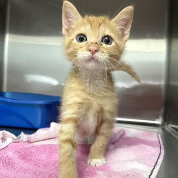 Tuck and Roll -  Domestic Short Hair Cat for Adoption in Carencro, Louisiana - Tuck And Roll | PetCurious