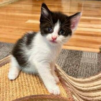 Josephine (in Stevensville, MD) -  Domestic Short Hair Cat for Adoption - Josephine (in Stevensville, MD) | PetCurious