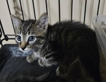 Nail -  Domestic Short Hair Cat for Adoption in Dyersburg, Tennessee - Nail | PetCurious
