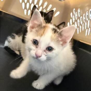 Domestic Short Hair Cats Available for Adoption in Watertown, New York - Arya | PetCurious