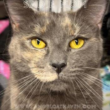 Sadie Mom -  Dilute Tortoiseshell Cat for Adoption in Plainville, Massachusetts - Sadie Mom | PetCurious
