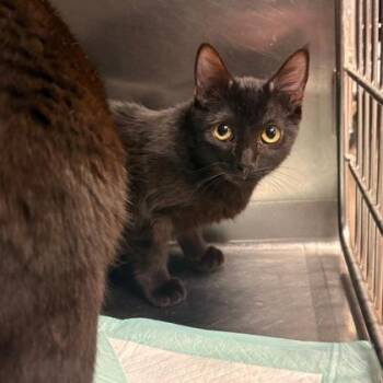 Mayfly -  Domestic Short Hair Cat for Adoption in Fort Worth, Texas - Mayfly | PetCurious