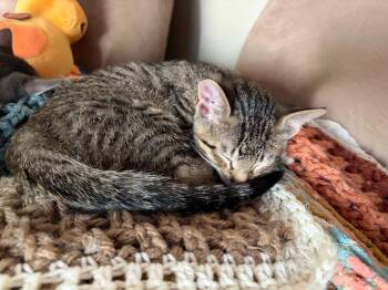 Huey -  Domestic Short Hair Cat for Adoption in Minneapolis, Minnesota - Huey | PetCurious