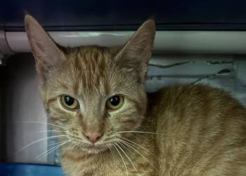 Domestic Short Hair Cats Available for Adoption in Olean, New York - Miso | PetCurious