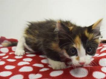 SHARK -  Domestic Medium Hair Cat for Adoption in Sacramento, California - SHARK | PetCurious