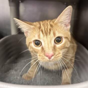 Orangie -  Domestic Short Hair Cat for Adoption in Evansville, Indiana - Orangie | PetCurious