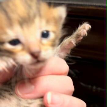 Barbie -  Domestic Short Hair Cat for Adoption in Bentonville, Arkansas - Barbie | PetCurious