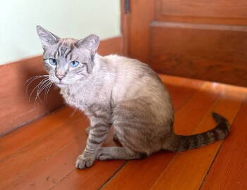 Rescue Domestic Medium Hair and Ragdoll Cats for Adoption in Oakland, California - Ansel | PetCurious