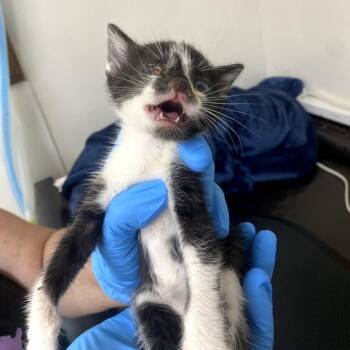 Itsy Bitsy Baby Boop (Slash) -  Domestic Short Hair Cat for Adoption in Eureka Springs, Arkansas - Itsy Bitsy Baby Boop (Slash) | PetCurious