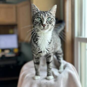 Coco Melon -  Domestic Short Hair Cat for Adoption in Fargo, North Dakota - Coco Melon | PetCurious