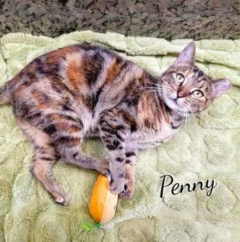 Penny #make-a-wish -  Torbie and Tabby Cat for Adoption in Houston, Texas - Penny #make-a-wish | PetCurious
