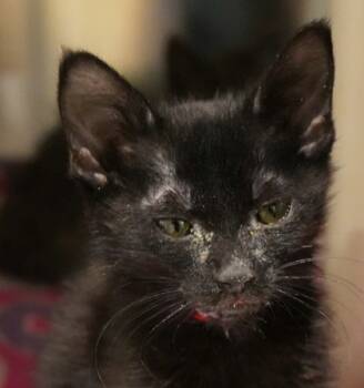 Rescue Domestic Short Hair Cats for Adoption in Eugene, Oregon - Raven | PetCurious