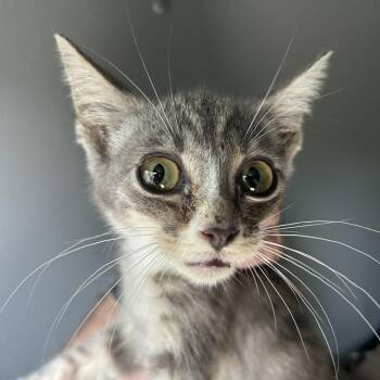 Pinecone -  Domestic Short Hair Cat for Adoption in Greensboro, North Carolina - Pinecone | PetCurious