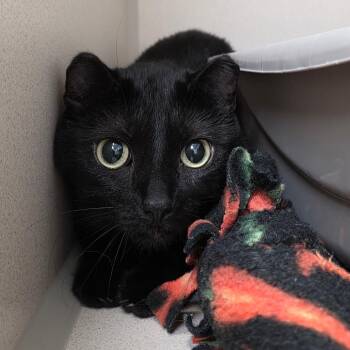 Sue -  Domestic Short Hair Cat for Adoption in Great Falls, Montana - Sue | PetCurious