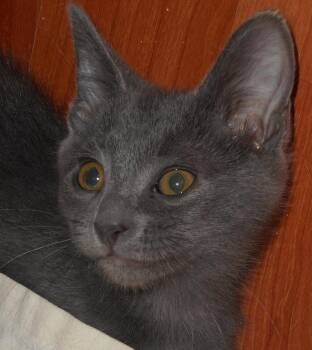 Rockin -  Russian Blue and Domestic Short Hair Cat for Adoption in North Highlands, California - Rockin | PetCurious